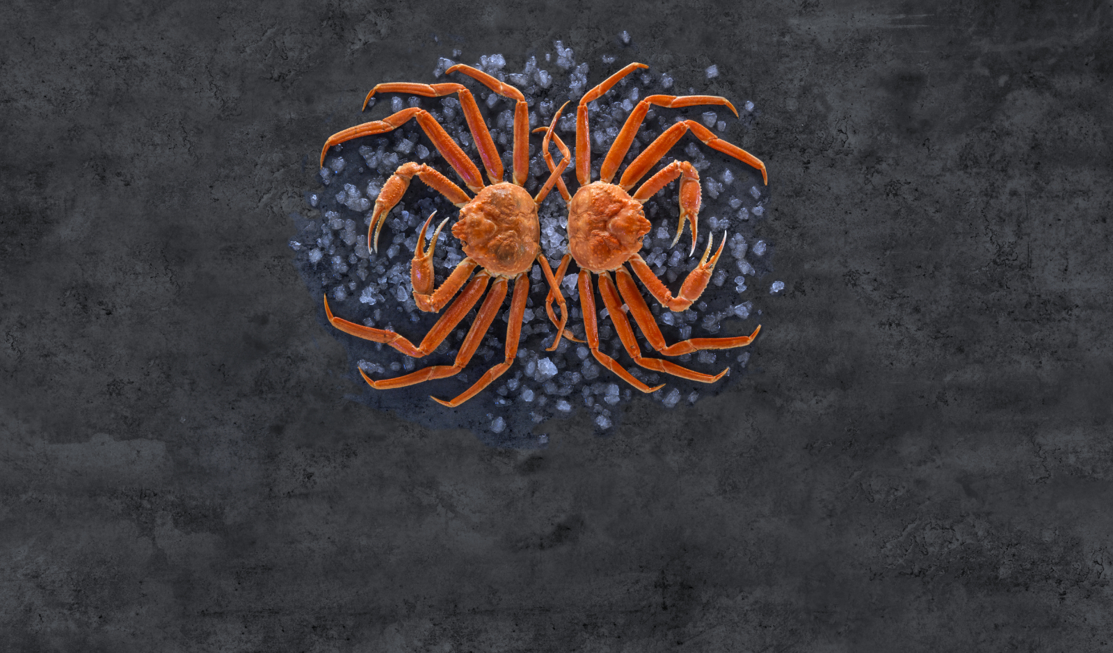 two big crabs_2332_v2